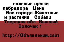 палевые щенки лабрадора › Цена ­ 30 000 - Все города Животные и растения » Собаки   . Тверская обл.,Вышний Волочек г.